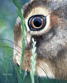  Nut Brown Hare
