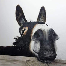  Hee Haw